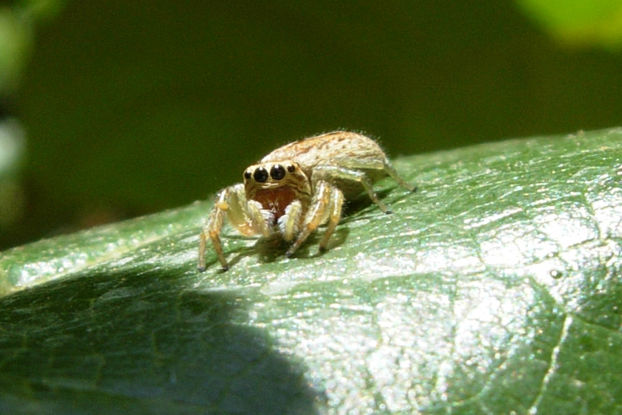 Icius sp.; Philaeus chrysops; Habrocestum cfr. egaeum